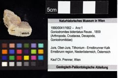 Foto (Objket + Etiketten) von Goniodromites complanatus (Reuss, 1858) 
